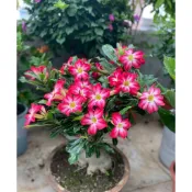 台灣現貨現發 四季開花 沙漠玫瑰 玫瑰花種子 沙漠種子 種苗 植物 室內庭院盆栽 發芽率及高 觀賞極品