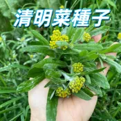 【清明菜種子】 艾草種子 香草藥用盆栽 家庭園藝 DIY 易種 高發芽 清明應景 草仔粿原料台灣現貨  新手易種植