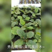 秀山農場~黃花風鈴木~~-(樹#201~1)~()~