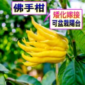 佛手柑苗🟡快速產果盆栽🟡南北陽台都可種 砂糖橘 橘子 樹苗 果苗 矮化果樹 矮生盆栽 矮化盆栽 水果苗 水果盆栽