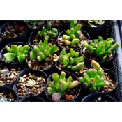 多肉植物  史瑞克  Crassula oblique 'Gollum' 40元/顆