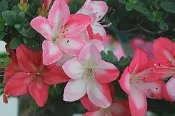 【優勢】日本皋月杜鵑苗~品種名(花蓮光)