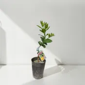 植物空間 四季檸檬 黃金檸檬 無子檸檬4寸 扁食檸檬 泰國檸檬 馬蜂橙水果植物 果樹