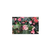 (店+)花森好市-室內植物貝拉粉火鶴花 5 吋 高30-50cm