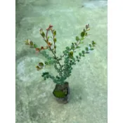 小葉 紫檀/楓港柿/黑骨香/黑骨茶｜3吋～苗植袋