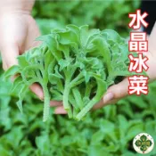冰菜種子 水晶冰菜 日本冰菜 鑽石冰菜 葉菜種子 陽台蔬菜 家庭菜園 室內盆栽 自種蔬菜 窗台種植
