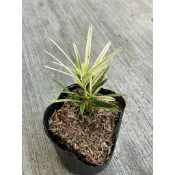 🪴綠植田園🪴大虎斑羅漢松/虎斑羅漢松/羅漢松/3寸盆/觀葉植物