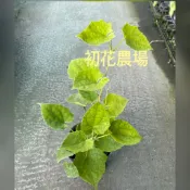 初花農場|大鄧伯花、凌霄花、珊瑚藤、炮仗花、日本紫藤(冬天全落葉)、懸星花(台灣紫藤)|爬藤植物|4.5吋盆|開花植物|