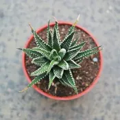 【荳荳多肉】【十二之卷】喬遷│送禮│升遷│多肉植物