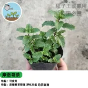 摩洛哥茶薄荷種子 摩洛哥綠薄荷 那娜薄荷 甜薄荷 香草盆栽 泡茶專用 食用香草 陽台盆栽 室內可種 料理裝飾 好種易活
