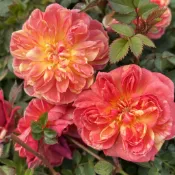 躲躲藏藏 庭院豐花 夏天穩定發揮 新手推薦《四季有花玫瑰園》玫瑰苗 玫瑰盆栽 嫁接樹玫瑰 月季棒棒糖