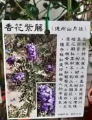花田厝_喬木觀賞花卉—香花紫藤--德州山月桂~花有誘人的香氣/5-6吋高約25-30cm