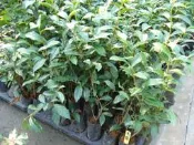 ╭＊田尾玫瑰園＊╯優良種苗-(大葉烏龍茶苗)--發酵生產出「蜜香紅茶」的特有香味令人稱讚