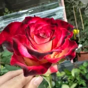 西班牙舞孃 (Spanish Dancer)橘黃紅色 玫瑰花 小苗 日本製 4吋 青山控根盆
