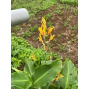 樹森園藝 黃色蓮蕉花 1棵22元