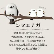 北海道 雪の妖精 現貨 日本 DECOLE 銀喉長尾山雀 麻雀 爆炸可愛!茶杯 湯匙 筷架 馬克杯 咖啡杯 鸚鵡 鳥奴