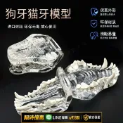 幸福時光館 {可打統編 保固一年}口腔寵物牙齒模型透明狗牙貓牙教學演示仿真獸醫動物樹脂模具牙模【7天內發貨】