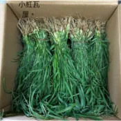小紅瓦屋.野生牛筋草天竺鼠寵物貓草飼料一大包30元（牧草兔子老鼠羊牛）
