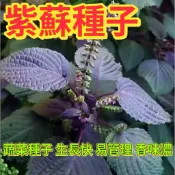 🔥紫蘇種子🍓 雙色大葉紫蘇 綠紫蘇種子 植物室內庭院 新手易種 陽台盆栽 四季蔬菜種子