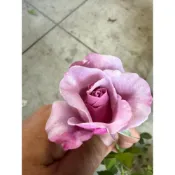 (店+)花森好市-玫瑰專區-**不挑品種玫瑰苗 無標品3.5吋黑軟盆** (夏季苗株配送易有黑點，介意者勿下單)