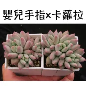 ❁採花❁ 嬰兒手指x卡蘿拉-多肉植物/療癒盆栽/園藝