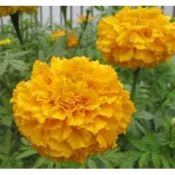 【花園城堡】萬壽菊種子 African Marigold-約60粒