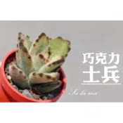 【巧克力士兵】1吋盆| Sa La Ma多肉植物|景天科|療癒植物