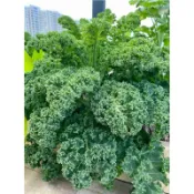 羽衣甘藍🥬 甘藍種子 綠色羽衣甘藍種子 種子 菜籽 四季種植蔬菜 多茬採收 一年採收200天盆栽地栽