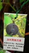 花花世界-水果果苗**加州黑無花果**6吋盆/高20-30公分/果肉紅色 口感佳/MA