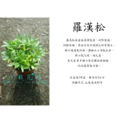 心栽花坊-羅漢松/3吋/小品/松/杉/柏/檜/特價50