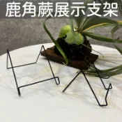 《台灣現貨》鹿角蕨展示支架 鹿角蕨上板 蕨類 植物擺設