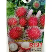 觀霖果樹R191紅毛丹靠接苗高度80公分左右