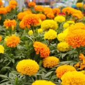 12h出貨 萬壽菊（50粒）耐寒觀賞 花卉盆栽 四季播種 菊花花卉種子 鮮花種子 綠肥 景觀 線蟲 忌避植物 包發芽