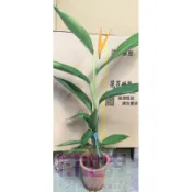 花花世界_圍籬樹苗--黃麗鳥蕉，園藝庭植美化用--綠化庭園6吋盆高50-60公分