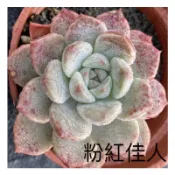 多肉植物-粉紅佳人（穴盤苗帶土球不附花牌）-慈碩農場嚴選平地渡夏品種