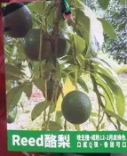 水果苗 **麗德酪梨( Reed酪梨) ** 4吋盆/30-50cm/纖維含量很高【花花世界玫瑰園】s