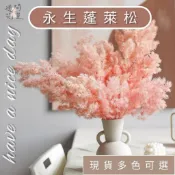 週間花室｜永生蓬萊松 蓬萊松 壽松 永生花 不凋花 手作花材 乾燥花 永生花 情人節花束 乾燥花材料 花藝材料 浮游花