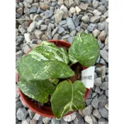 植系青屬-斑葉馬賽克竹芋/馬賽克竹芋/兩種可挑/觀葉植物/室內植物/三吋盆
