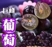 巨峰葡萄樹苗 ，買回去種在陽台，從此有了詩情畫意的人生 葡萄樹 葡萄苗 葡萄 樹苗 果苗 矮化果樹 矮生盆栽 矮化盆栽 