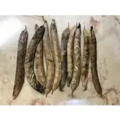 【奮起湖農場】復瓣蝶豆花種子豆莢1莢10元20莢100元 重瓣蝶豆花 種子豆莢