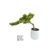 植物空間 造型羅漢松鎂泥盆2 陽光植物 觀葉植物 盆景盆栽 陽台綠植 門口造景