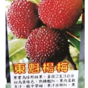 東魁楊梅靠接苗/4.5吋盆/樹苗/水果樹苗/果苗/嫁接/盆栽/熱帶果樹