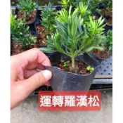 **小農之家**優質種苗「運轉羅漢松」高約30cm