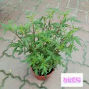 初花農場2店|芳香萬壽菊|3寸/5寸盆|香草植物｜建議宅配，超取易悶，受損不負責賠償 |