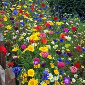 沐耕園|台灣花海種子 波斯菊花籽 易種野花 四季花籽 秋播花卉 花園美化 陽台盆栽 花海景觀 景觀綠化 蜜源植物
