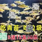 冷水魚原生魚條紋小䰾中國鬥魚伴侶淡水耐寒群遊群養觀賞魚小魚苗