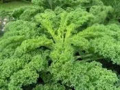 捲葉羽衣甘藍種子300粒50元