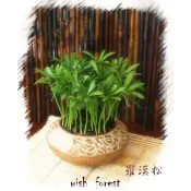 陽光綠築【種子盆栽專用種子】竹柏,七里香,綠鑽,春不老,羅漢松,魔豆,檳榔,瓊崖海棠,福木