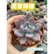 🍀沛宇多肉 。奧普琳娜🍀 歐普琳娜。多肉。粉色系