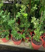 一禪種苗園-果實紅冠群芳〈狀元紅/台灣火刺木〉喬木-6吋盆/似古代狀元帽上的裝飾/艷麗討喜/莖上長著棘刺/插花素材